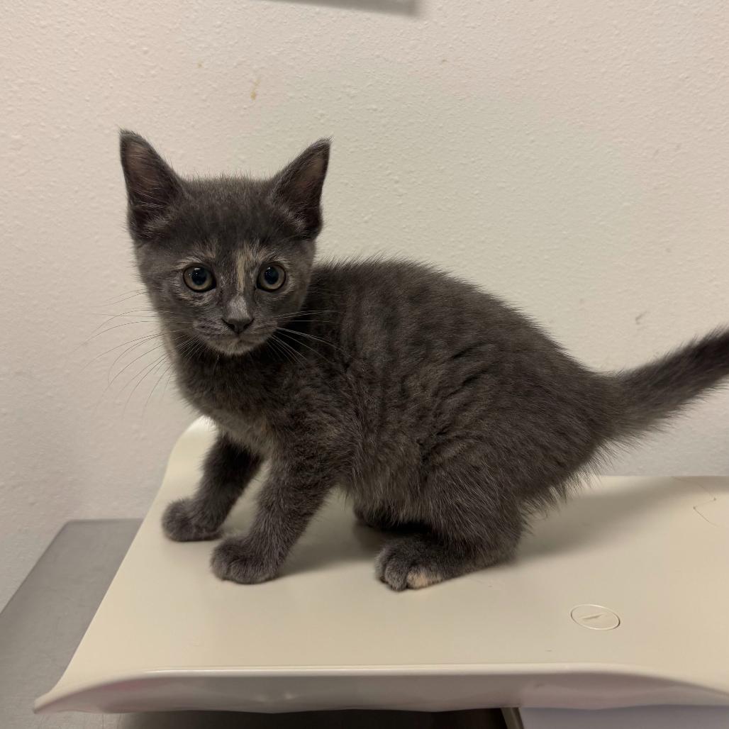 Kiwi, Adoptable, Kitten Female Domestic Short Hair.