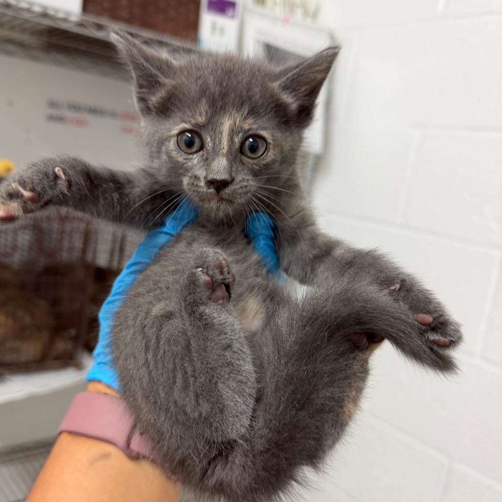 Enlarge Kiwi, a Adoptable Domestic Short Hair in Edinburg, TX image 2/2