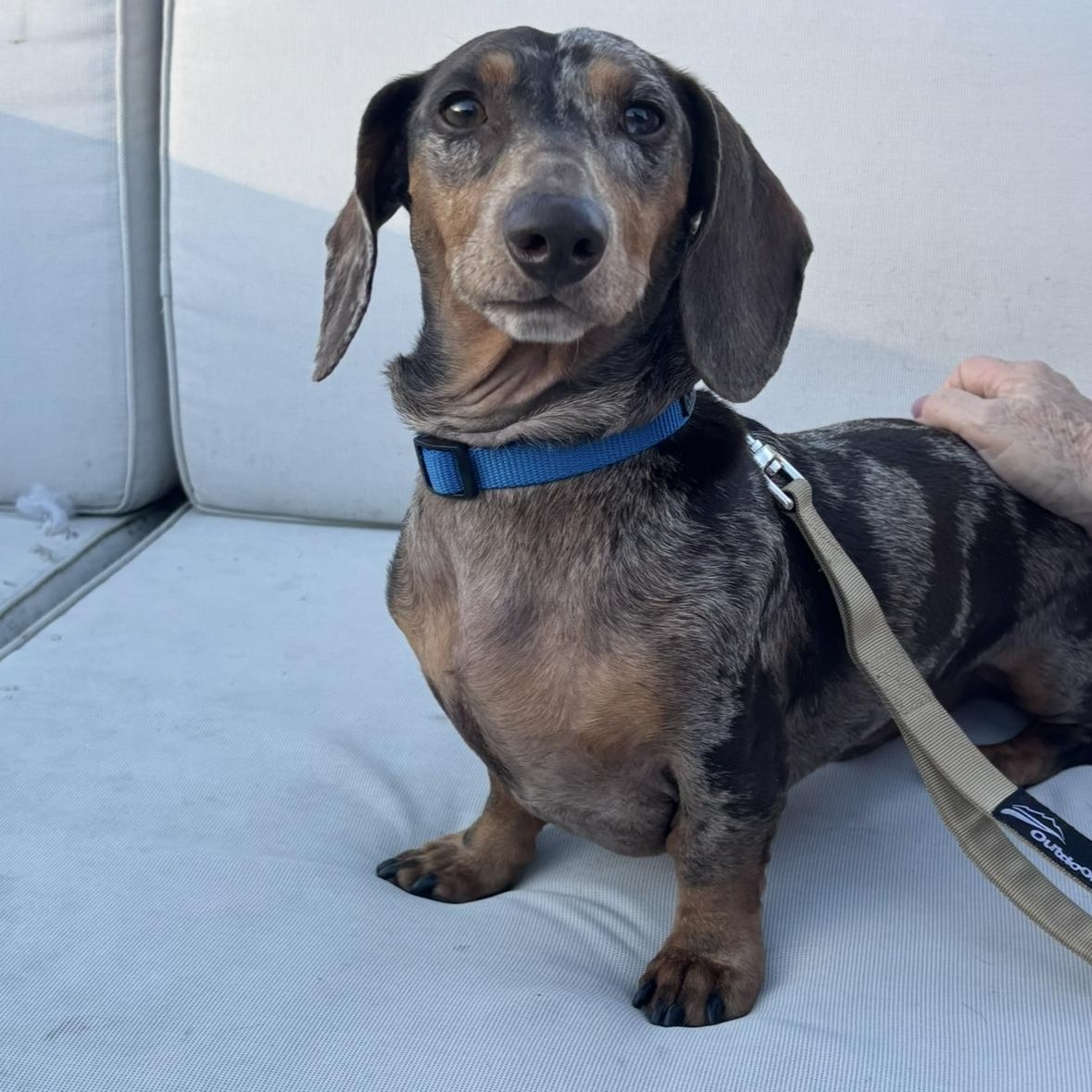 Enlarge Slinky , an adopted Dachshund in Arcadia, FL image 3/4