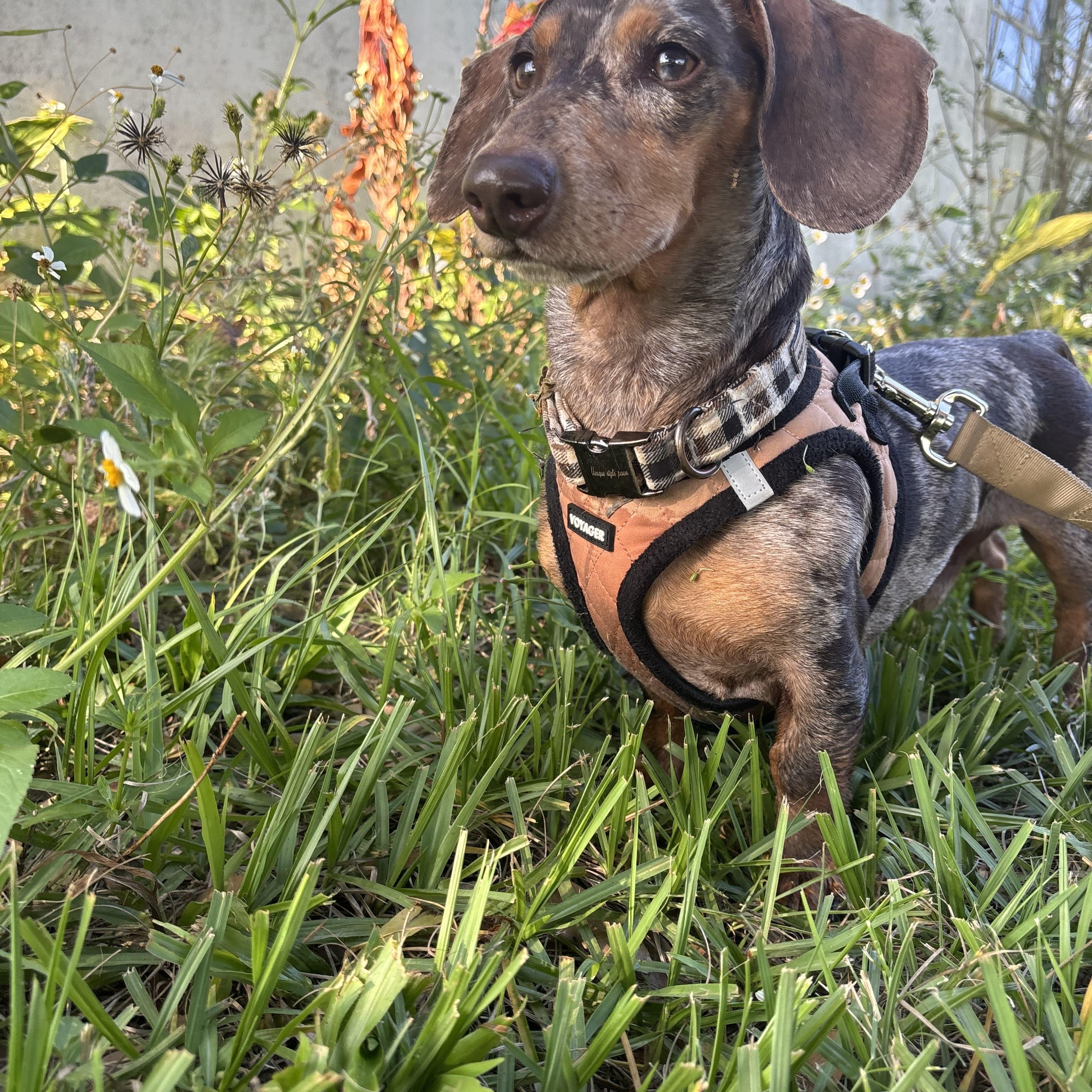 Enlarge Slinky , an adopted Dachshund in Arcadia, FL image 2/4