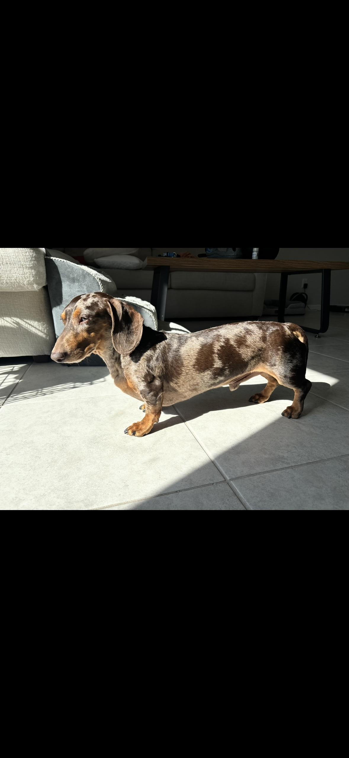 Enlarge Slinky , an adopted Dachshund in Arcadia, FL image 4/4