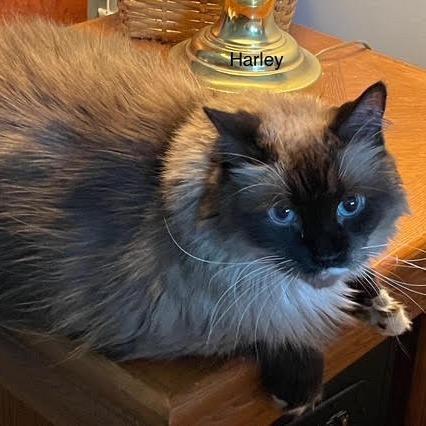 Harley — thumbnail 2