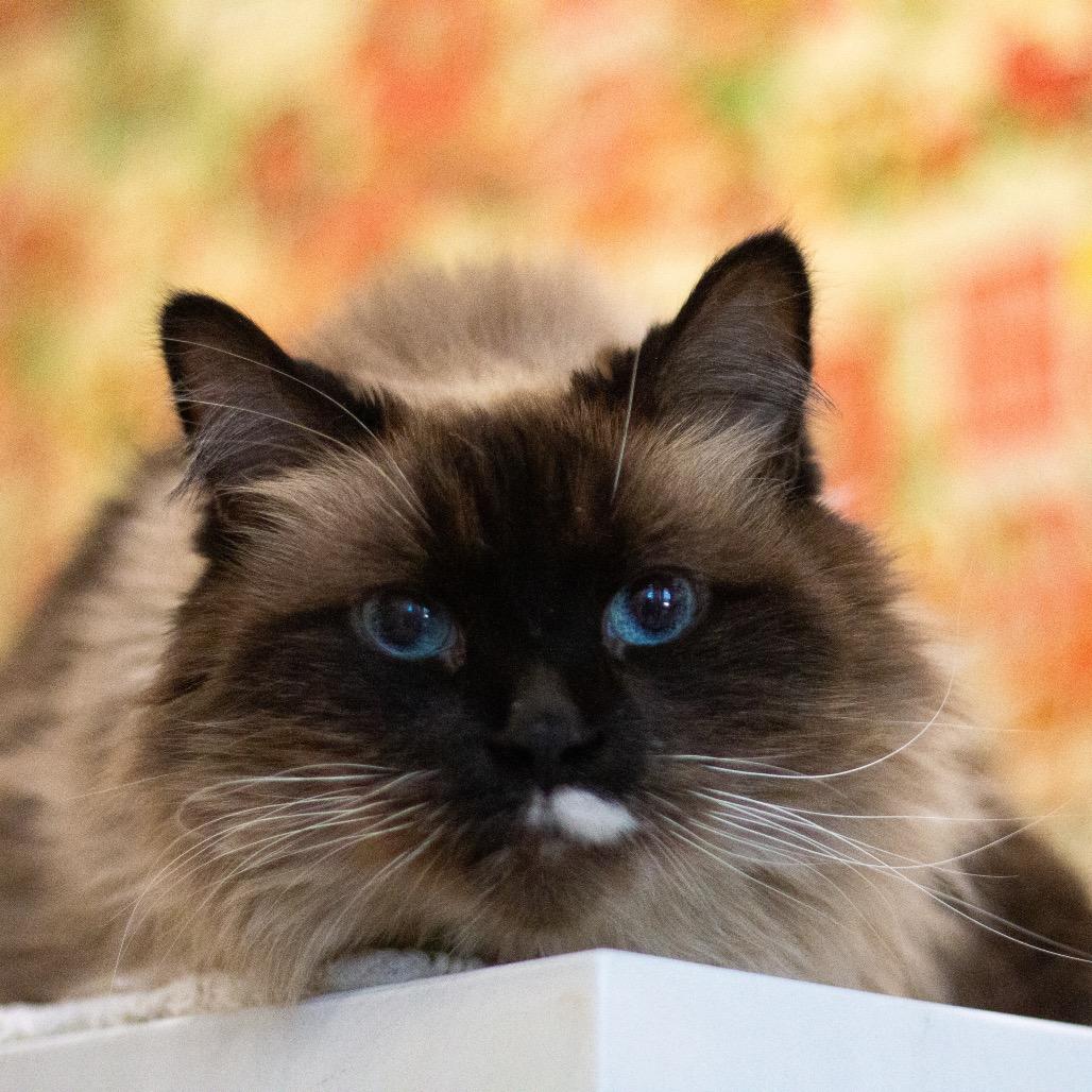 Harley — thumbnail 3