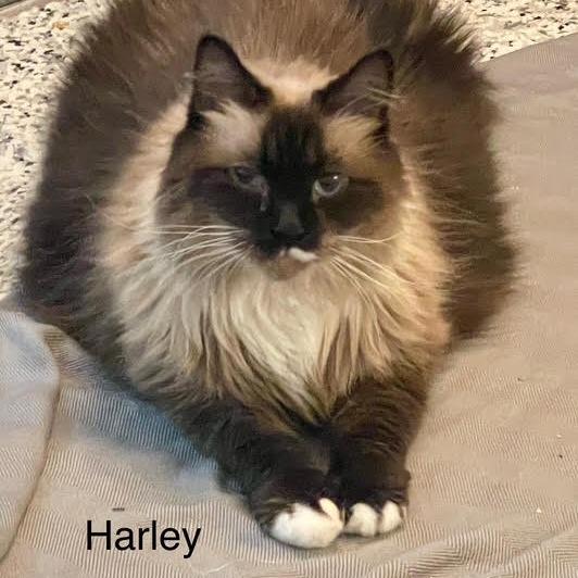 Harley — thumbnail 4