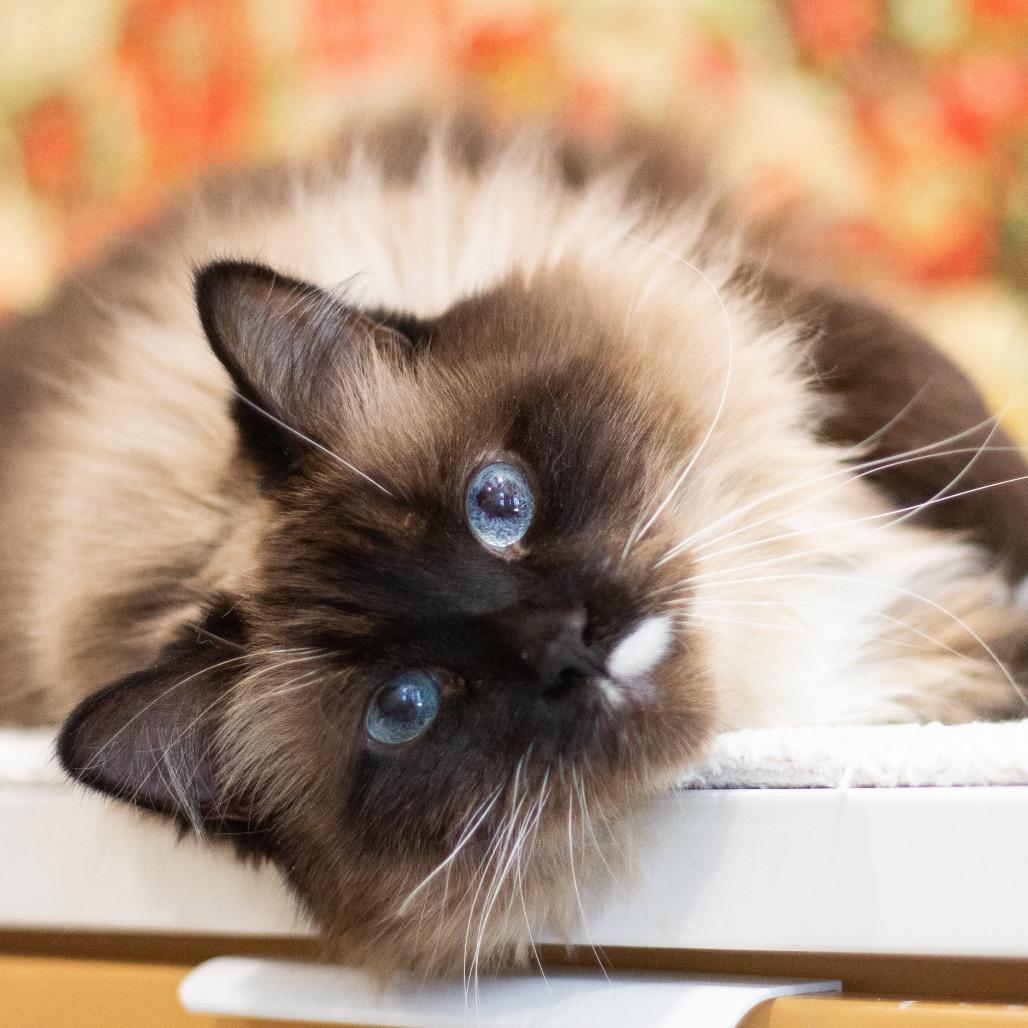 Harley — thumbnail 5