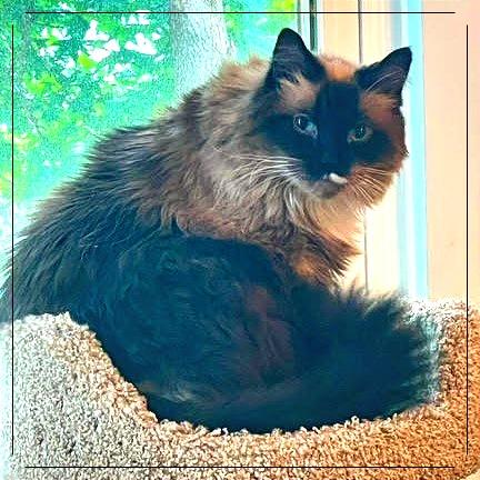 Harley — thumbnail 6