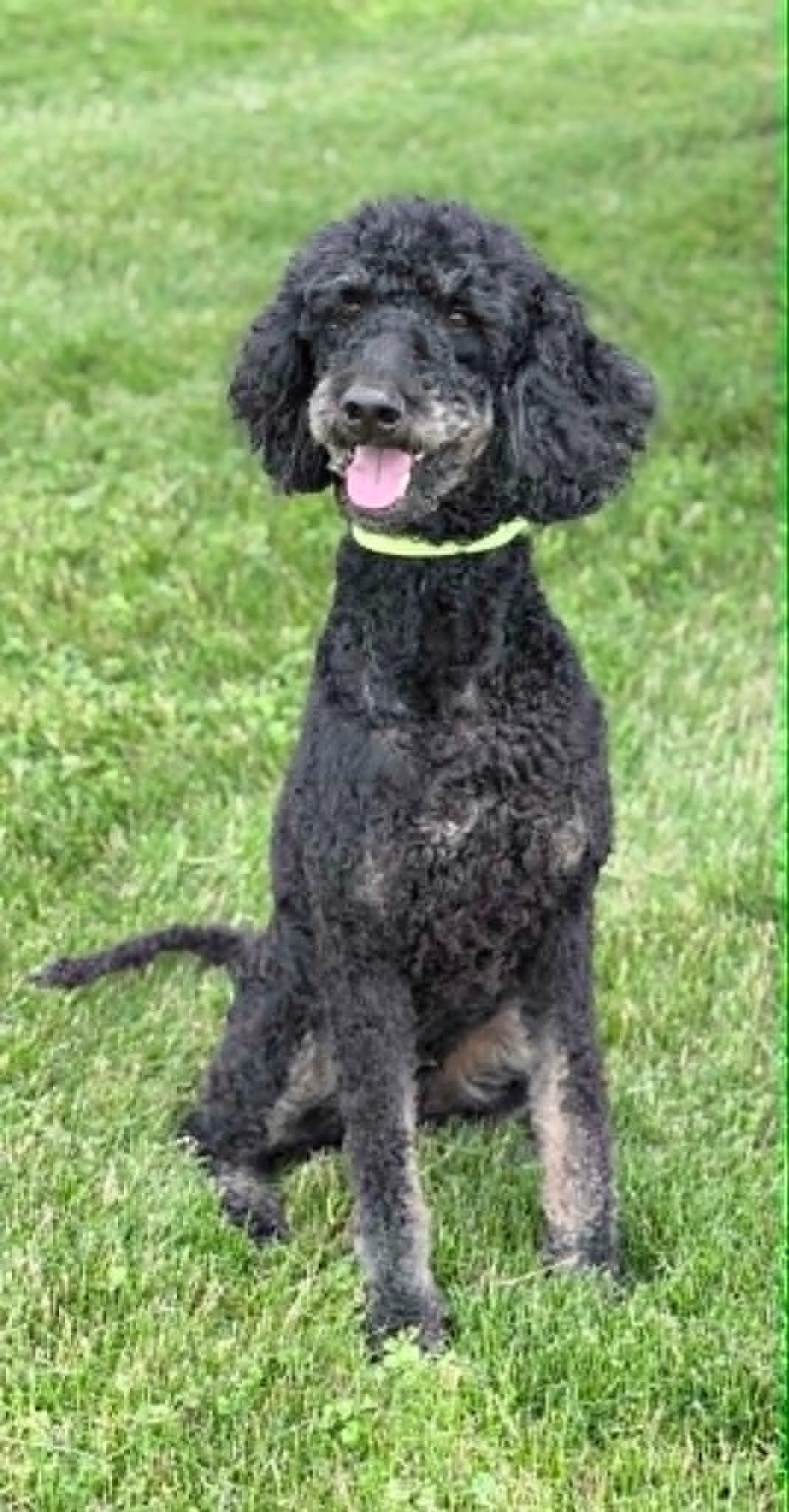 Enlarge Kona, an adopted mixed breed in Wapakoneta, OH image 1/3