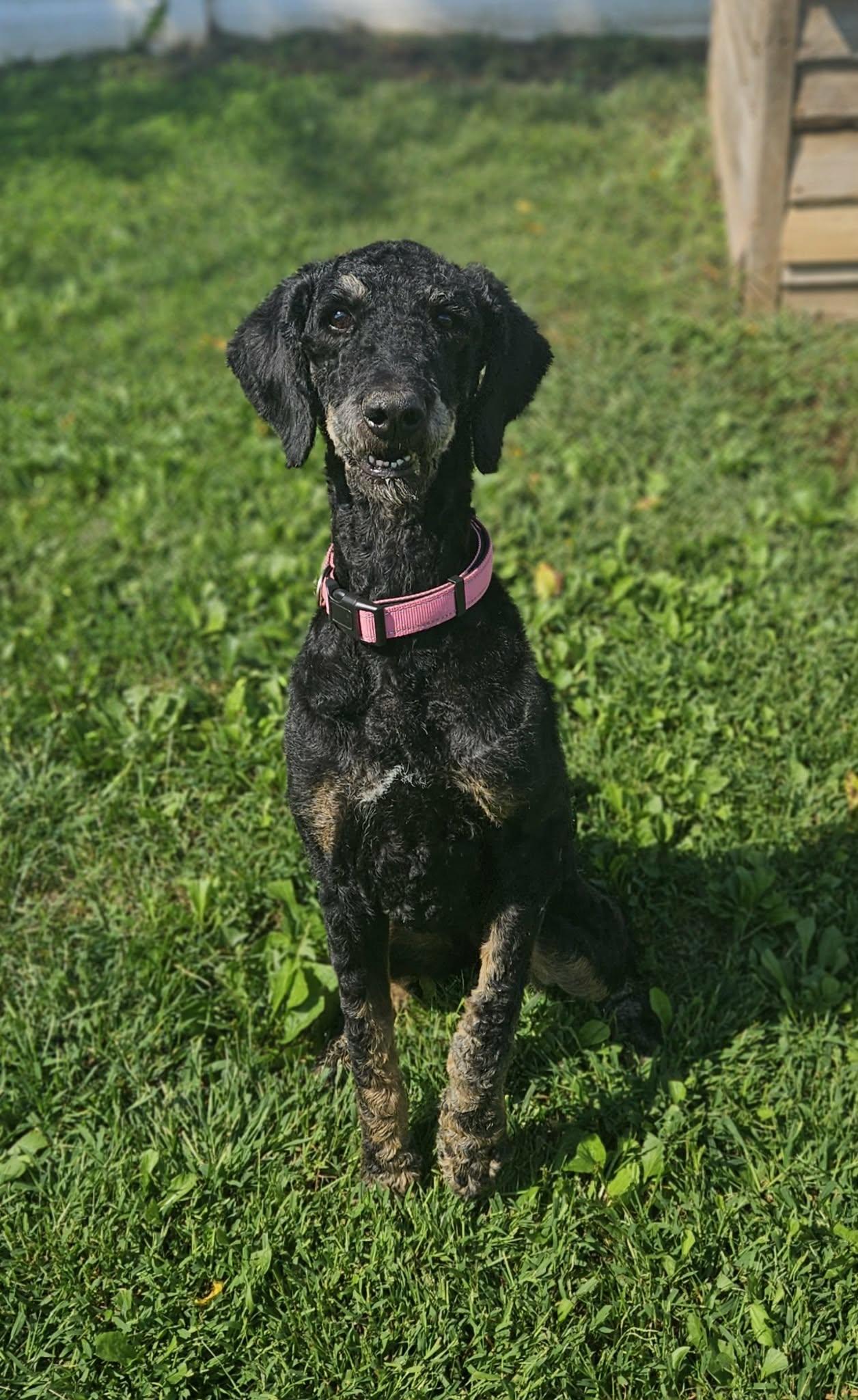 Kona, Adoptable, Adult Female Standard Poodle & Bernese Mountain Dog.