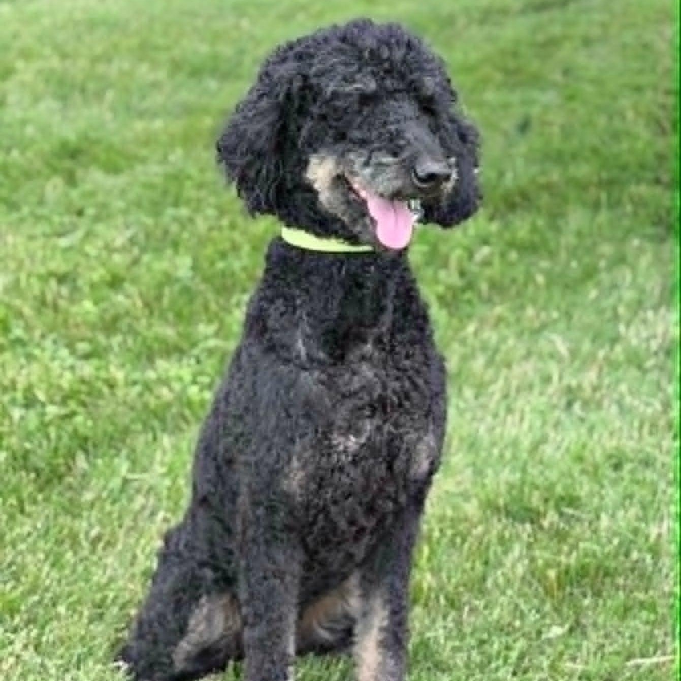 Kona, adoptable, Adult Female Standard Poodle & Bernese Mountain Dog.
