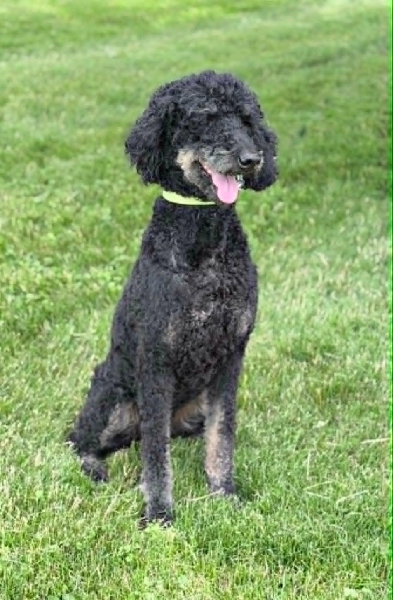 Enlarge Kona, an adopted mixed breed in Wapakoneta, OH image 2/3