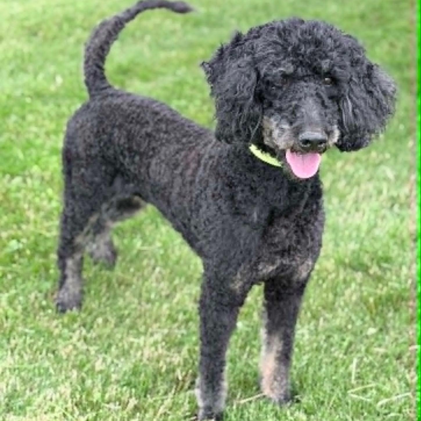 Enlarge Kona, an adopted mixed breed in Wapakoneta, OH image 3/3