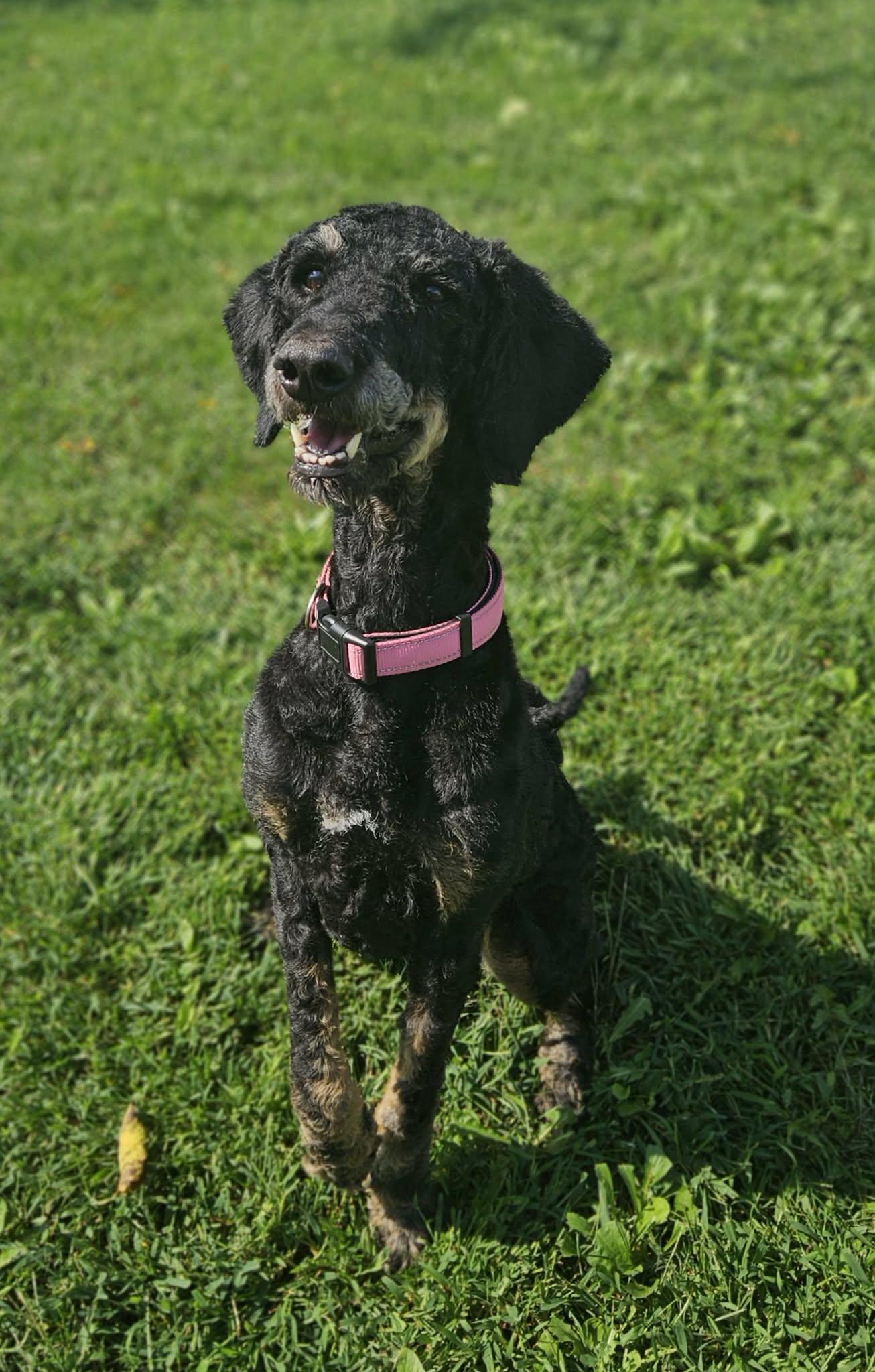 Enlarge Kona, a Adoptable mixed breed in Wapakoneta, OH image 2/5