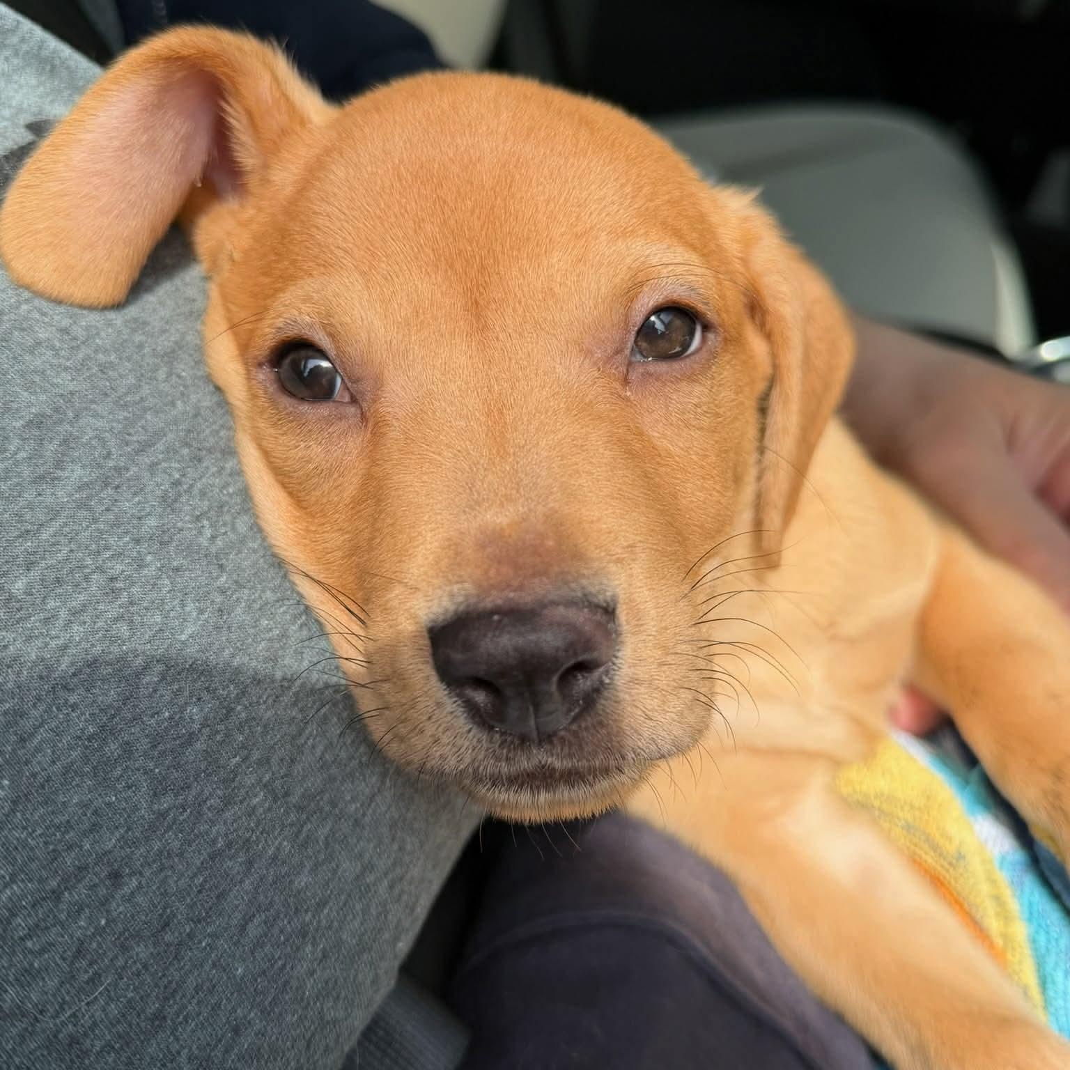 Mash, ADOPTABLE, Puppy Male Labrador Retriever & Hound.