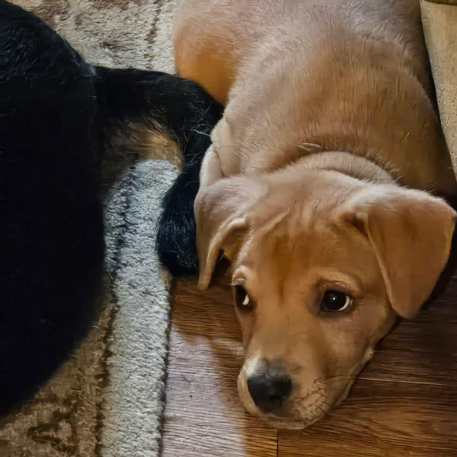 Enlarge Mash, a ADOPTABLE mixed breed in Bethlehem, PA image 6/6