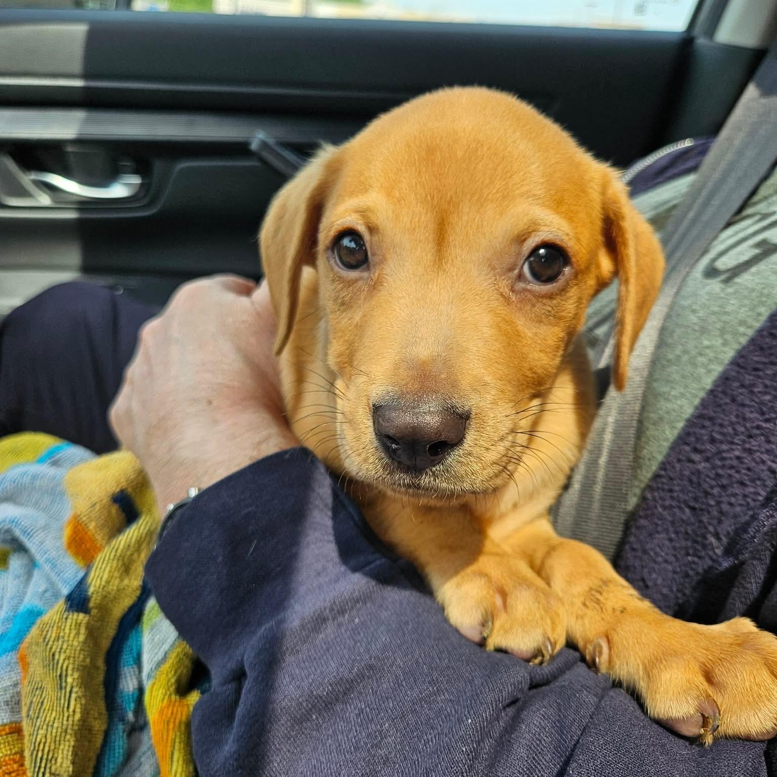 Enlarge Mash, a ADOPTABLE mixed breed in Bethlehem, PA image 5/6
