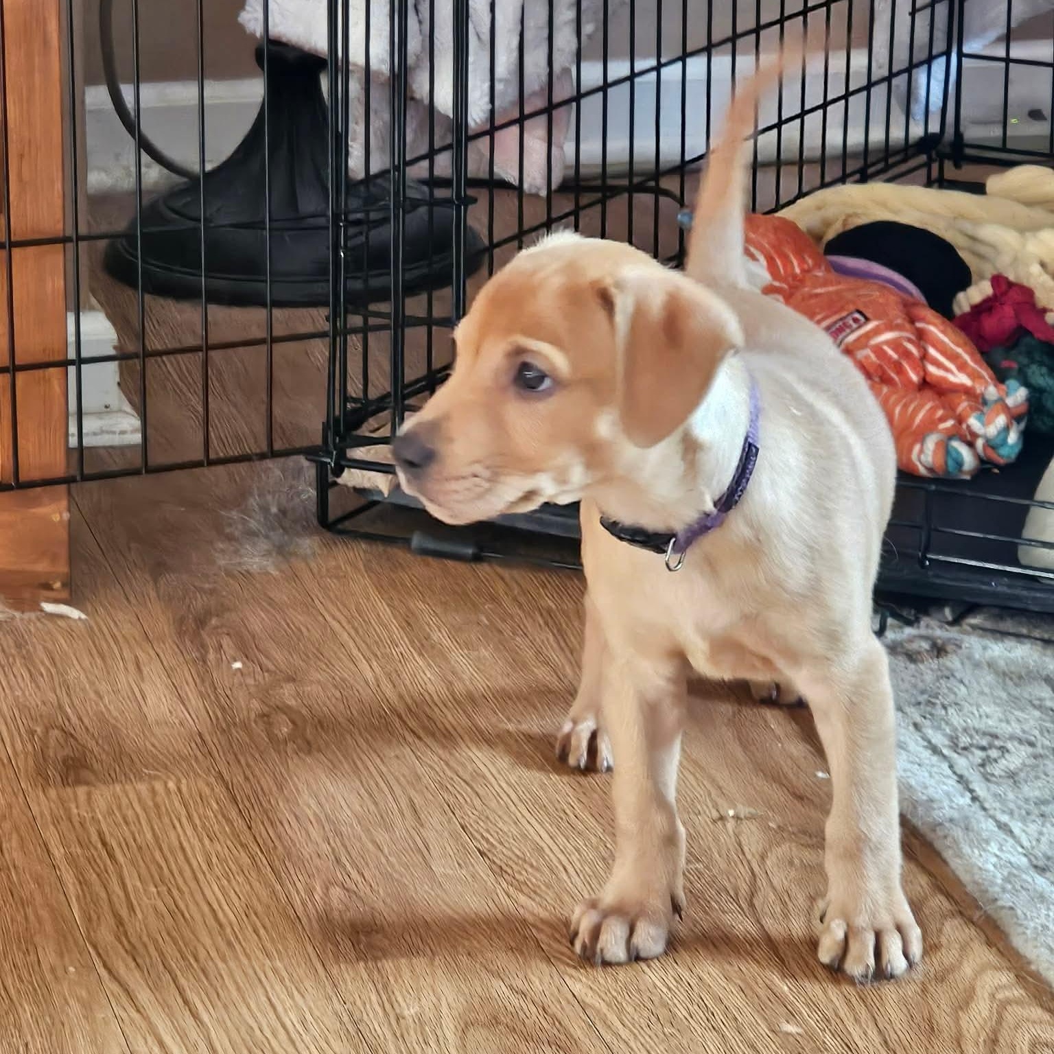Enlarge Mash, a ADOPTABLE mixed breed in Bethlehem, PA image 4/6