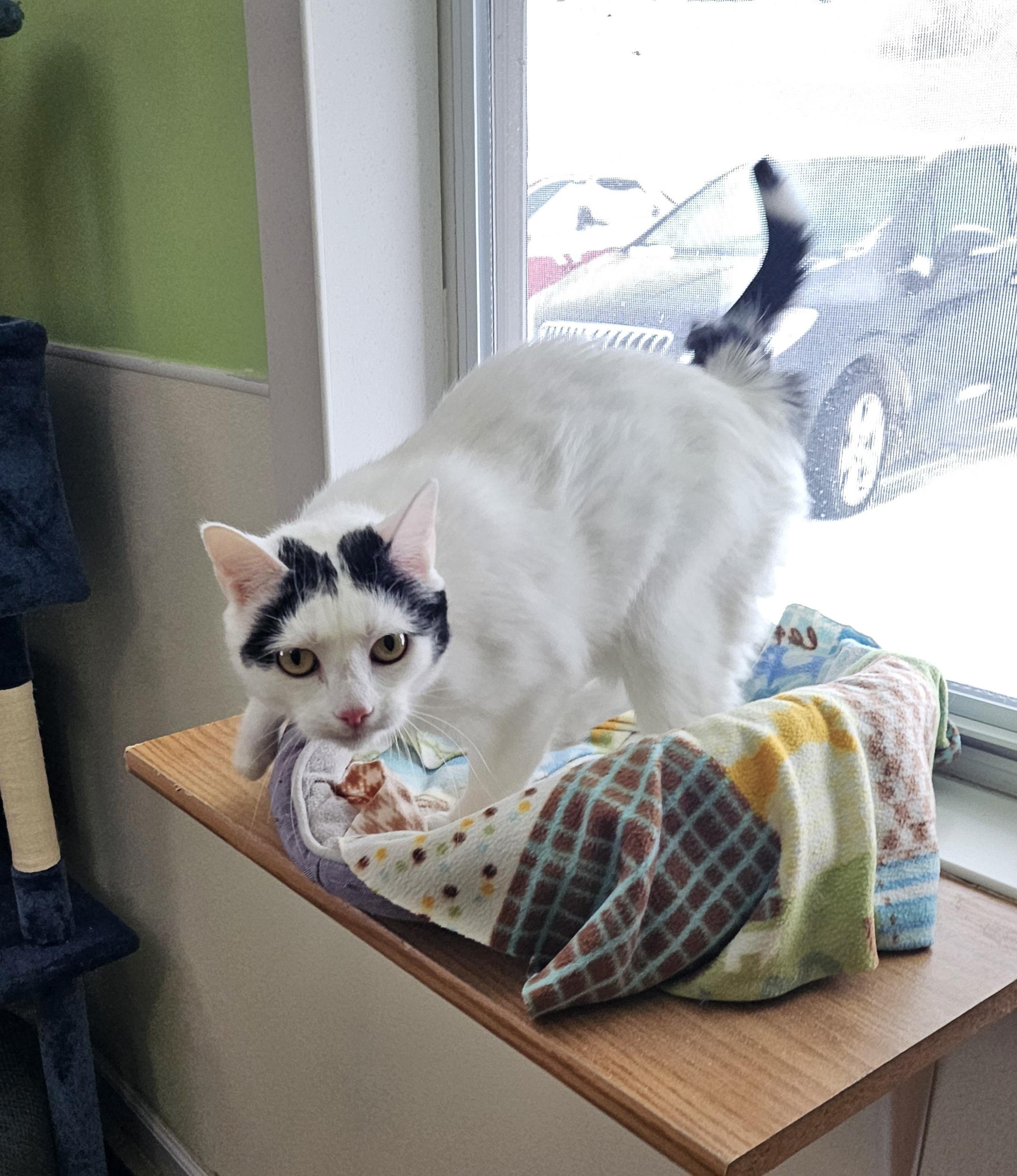 Stella, an adoptable Domestic Short Hair in Lincoln, IL, 62656 | Photo Image 2