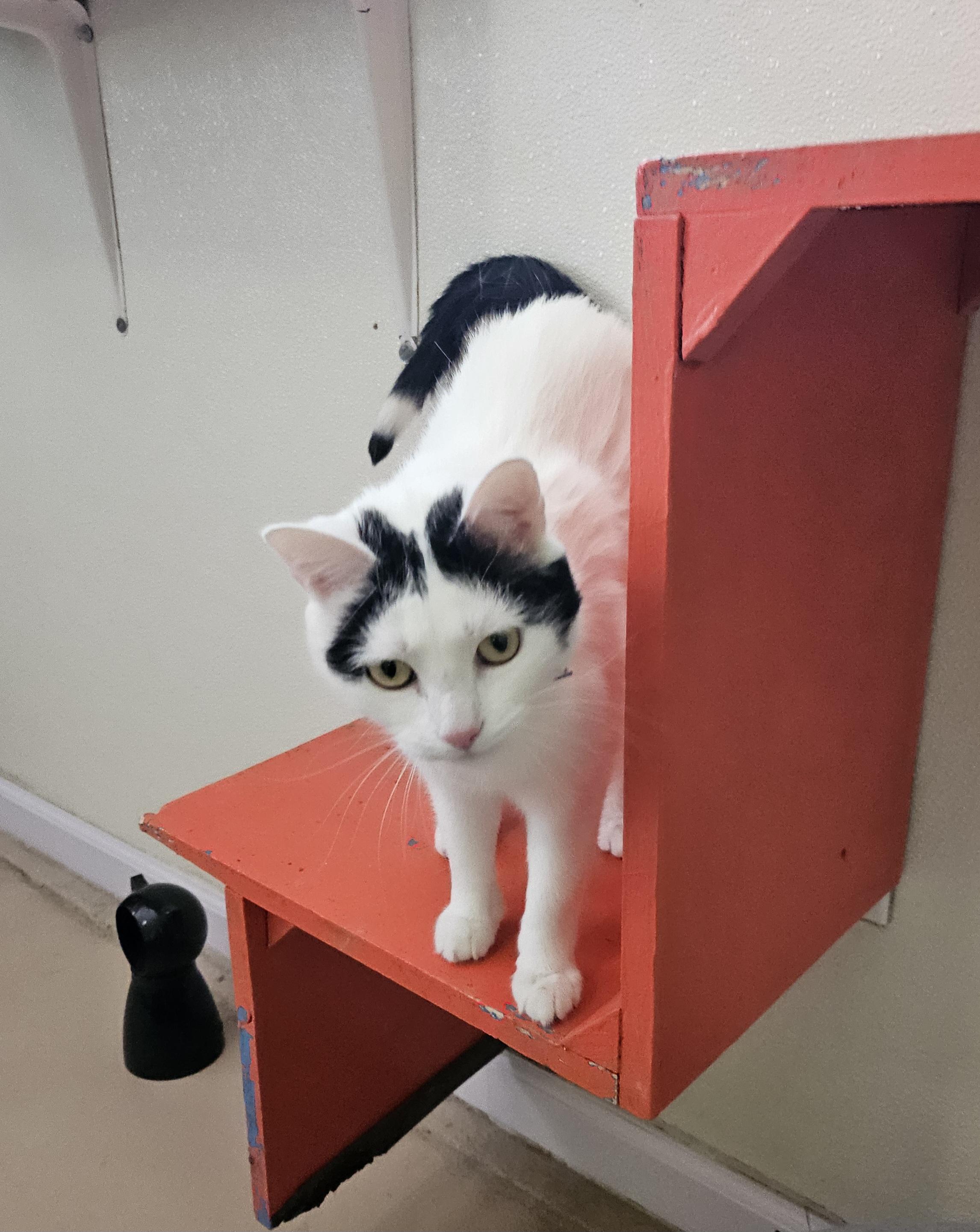 Stella, an adoptable Domestic Short Hair in Lincoln, IL, 62656 | Photo Image 3