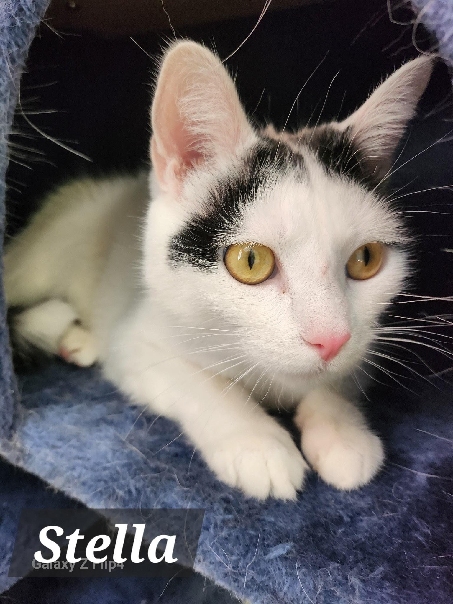 Stella, an adoptable Domestic Short Hair in Lincoln, IL, 62656 | Photo Image 1