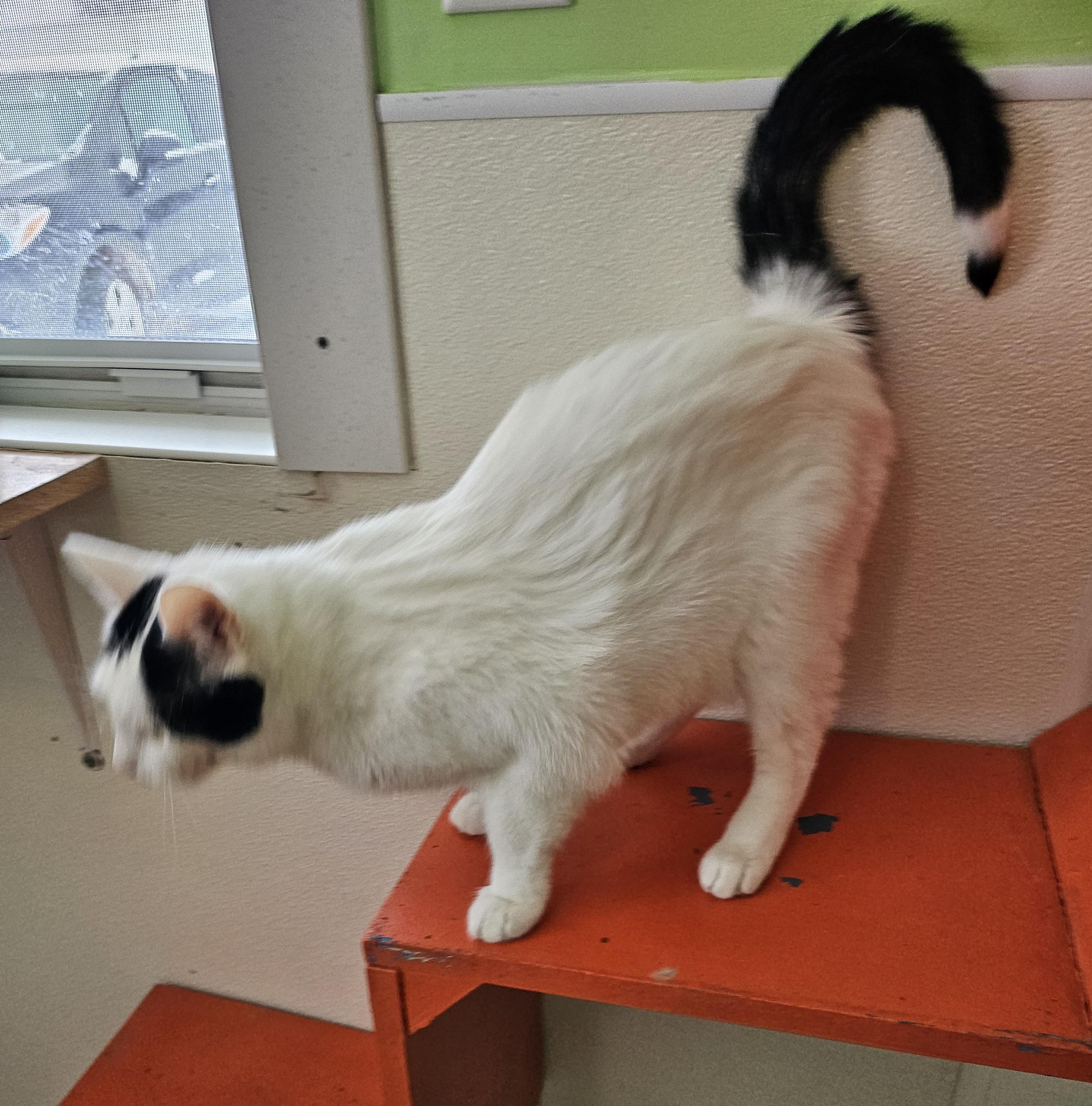 Stella, an adoptable Domestic Short Hair in Lincoln, IL, 62656 | Photo Image 4