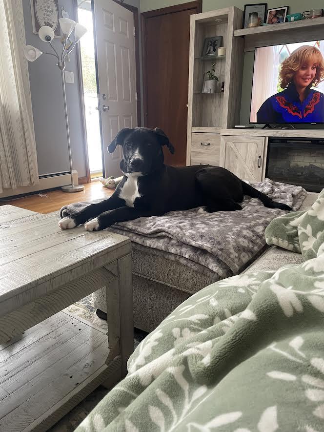 Cleo/Courtesy Post, an adopted mixed breed in Medfield, MA image 2/2