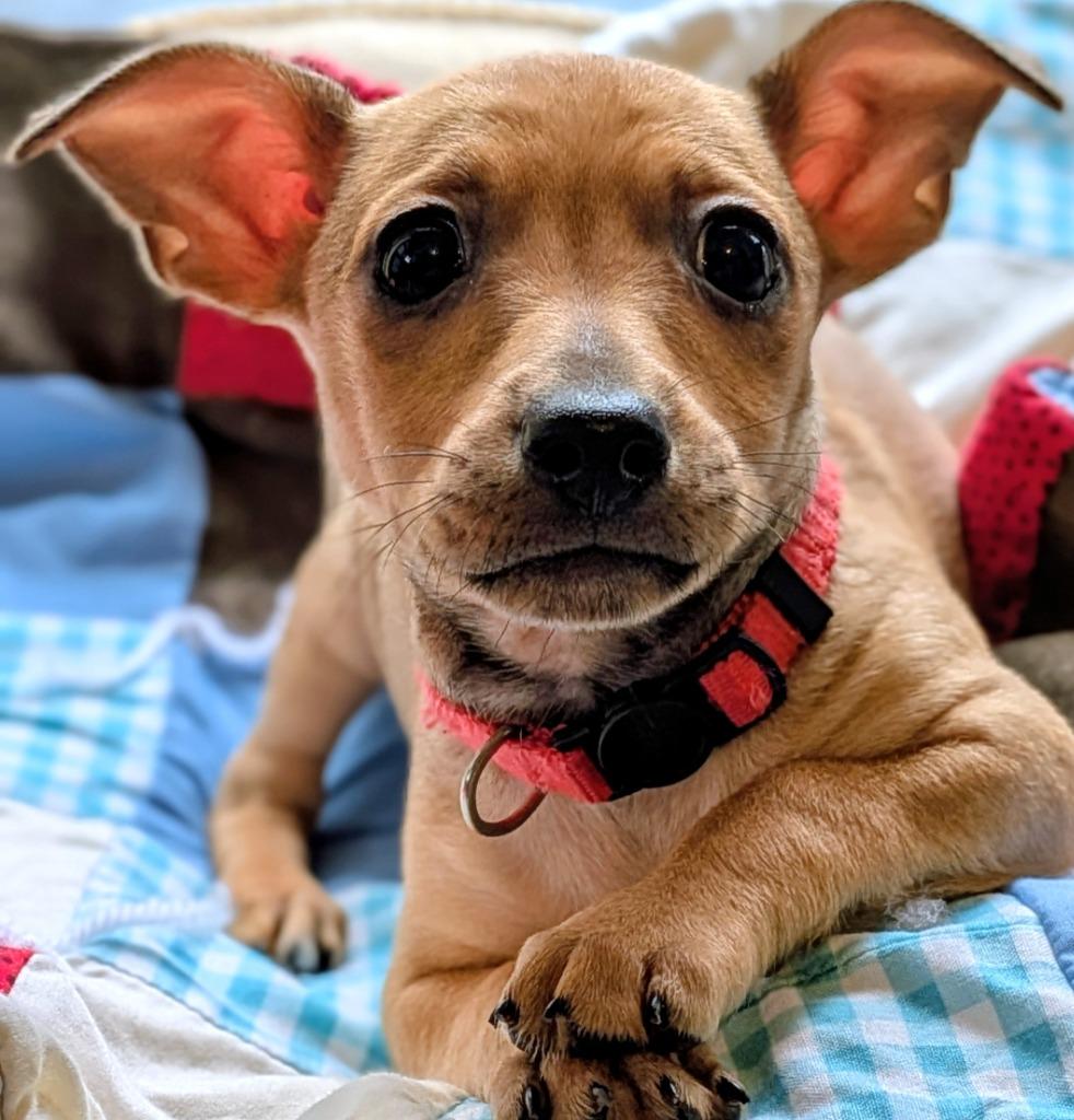 Cinnamon photo