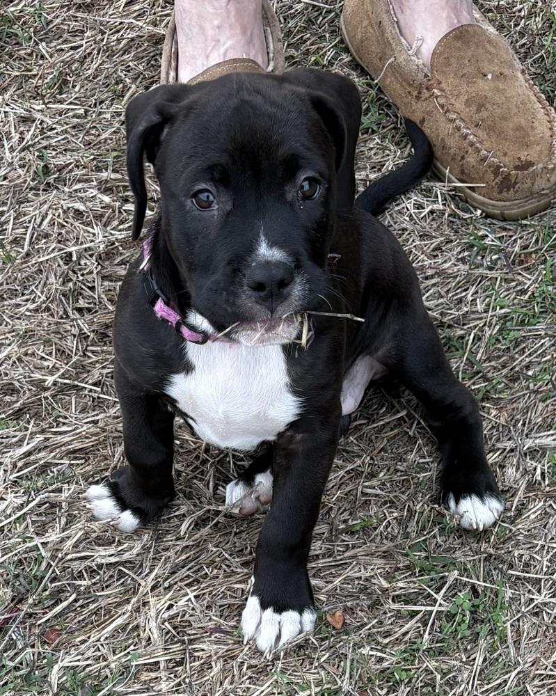 Miya, Adoptable, Puppy Female Labrador Retriever.