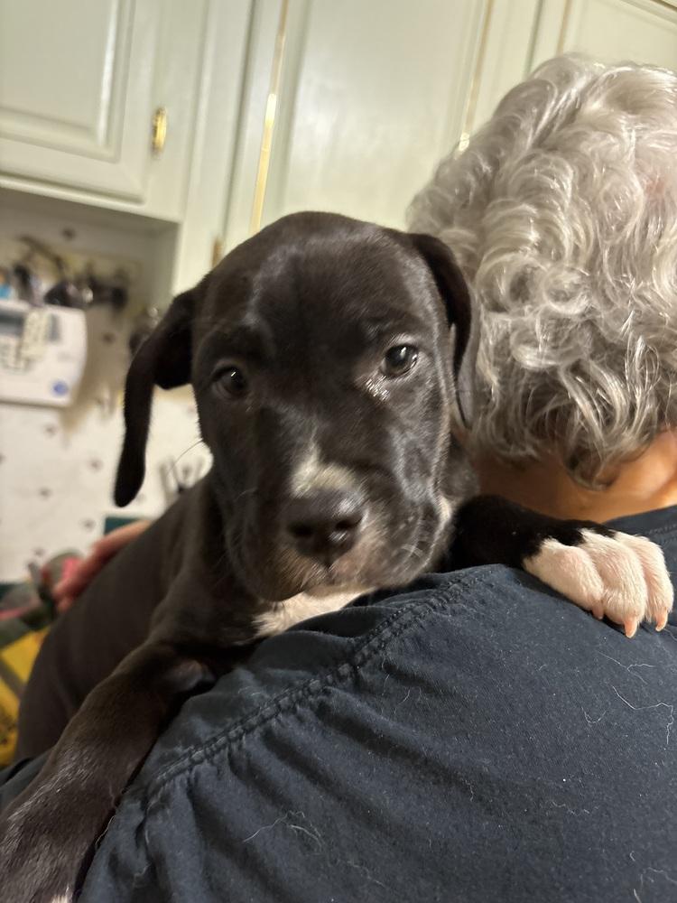 Enlarge Miya, a Adoptable mixed breed in New Braunfels, TX image 2/3