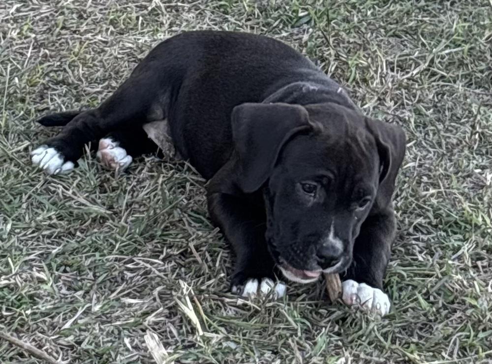 Enlarge Miya, a Adoptable mixed breed in New Braunfels, TX image 3/3