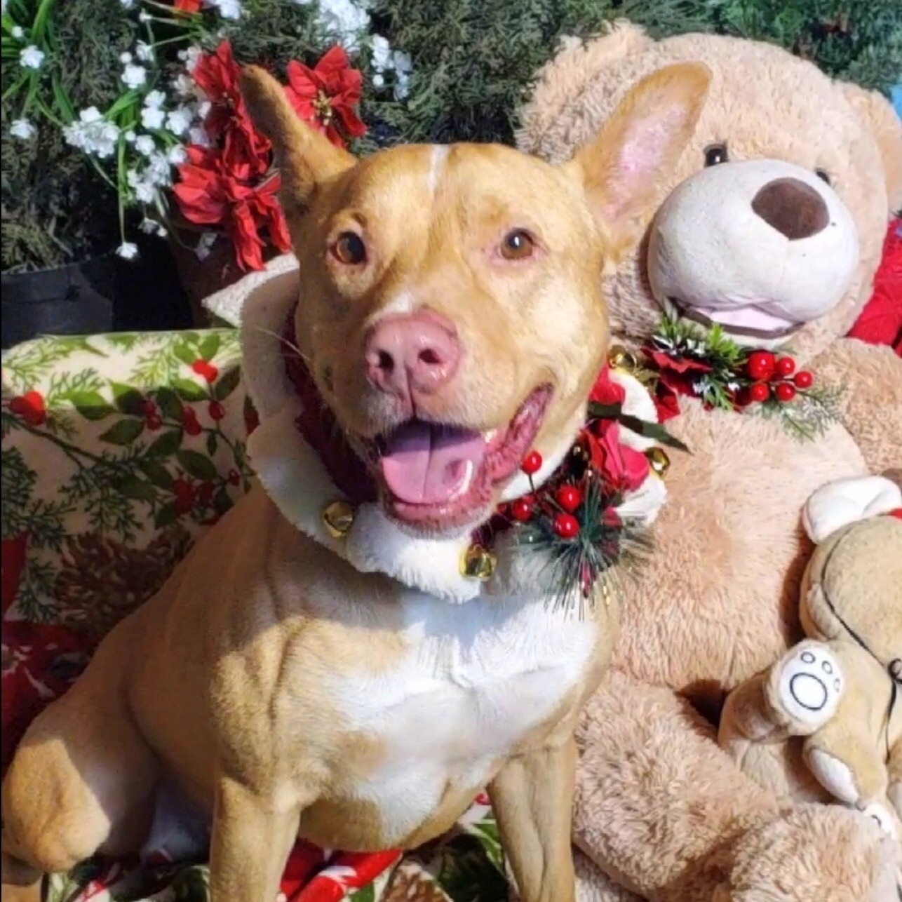 Enlarge BUTTERS- Affectionate, Funny, Happy, a Adoptable mixed breed in Acton, CA image 10/12