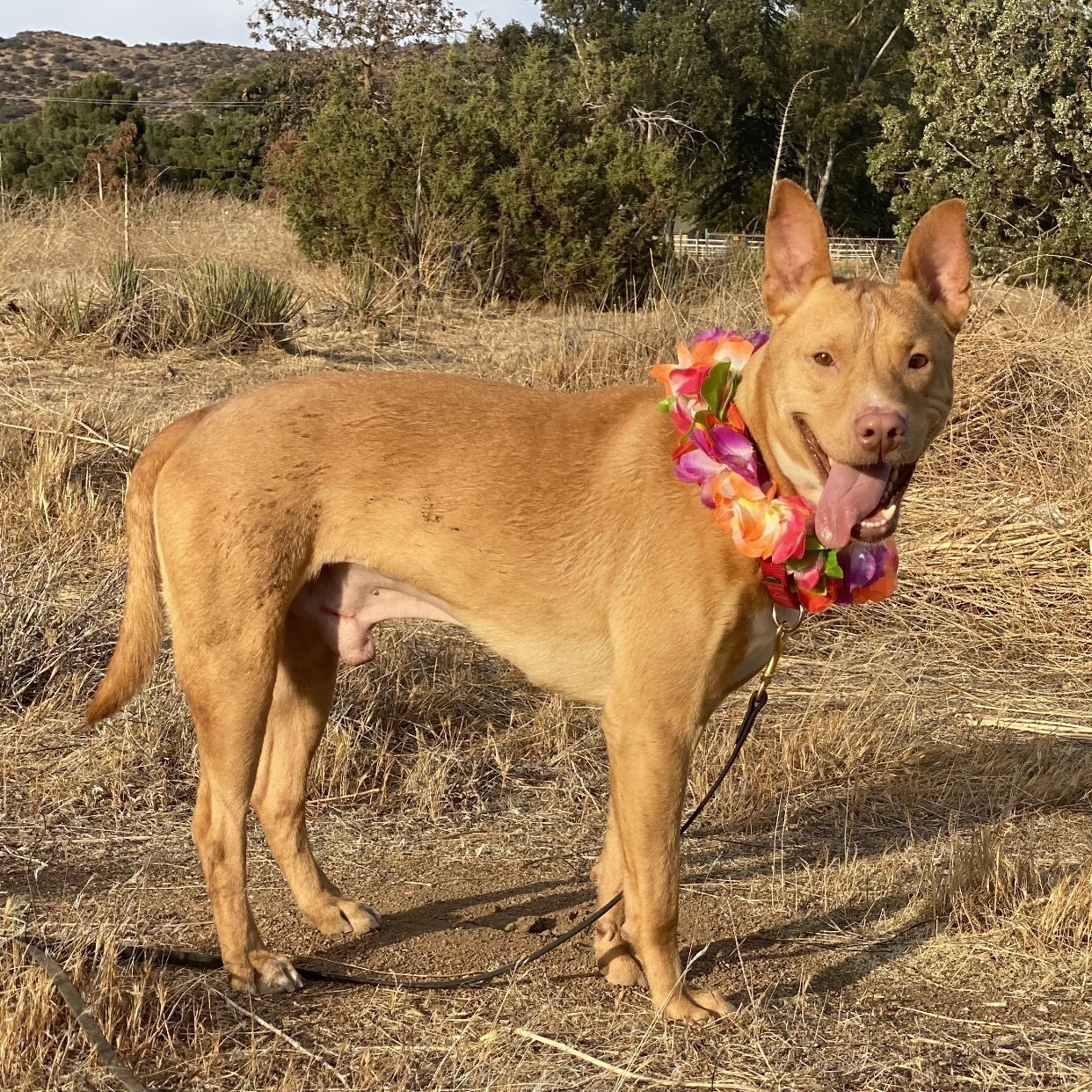 Enlarge BUTTERS- Affectionate, Funny, Happy, a Adoptable mixed breed in Acton, CA image 8/12