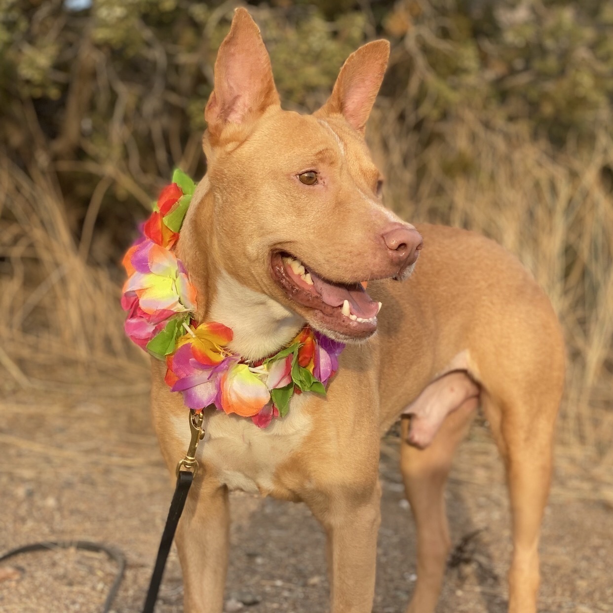 Enlarge BUTTERS- Affectionate, Funny, Happy, a Adoptable mixed breed in Acton, CA image 11/12