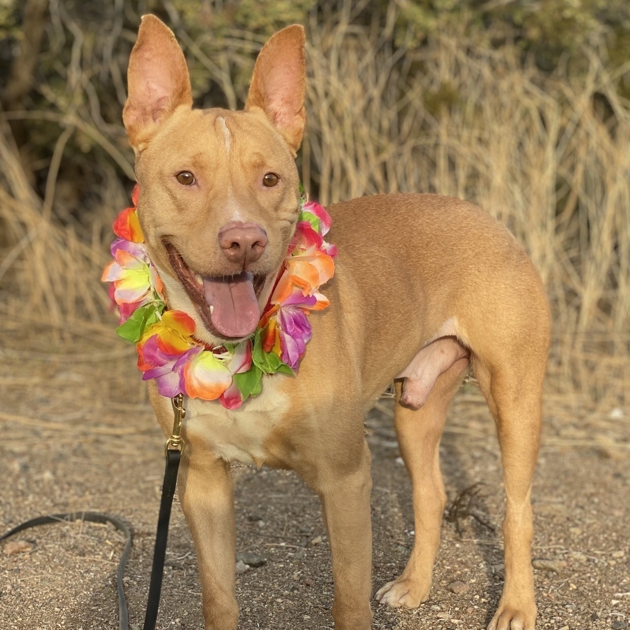 BUTTERS- Affectionate, Funny, Happy, a Adoptable mixed breed in Acton, CA image 1/12