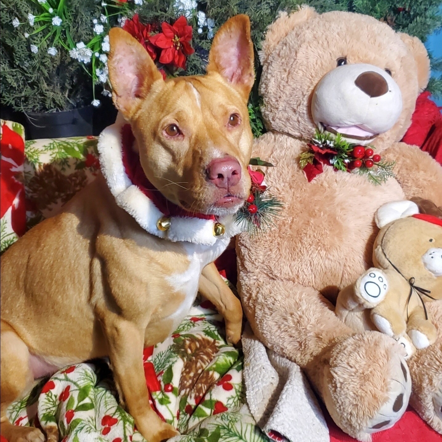 Enlarge BUTTERS- Affectionate, Funny, Happy, a Adoptable mixed breed in Acton, CA image 9/12