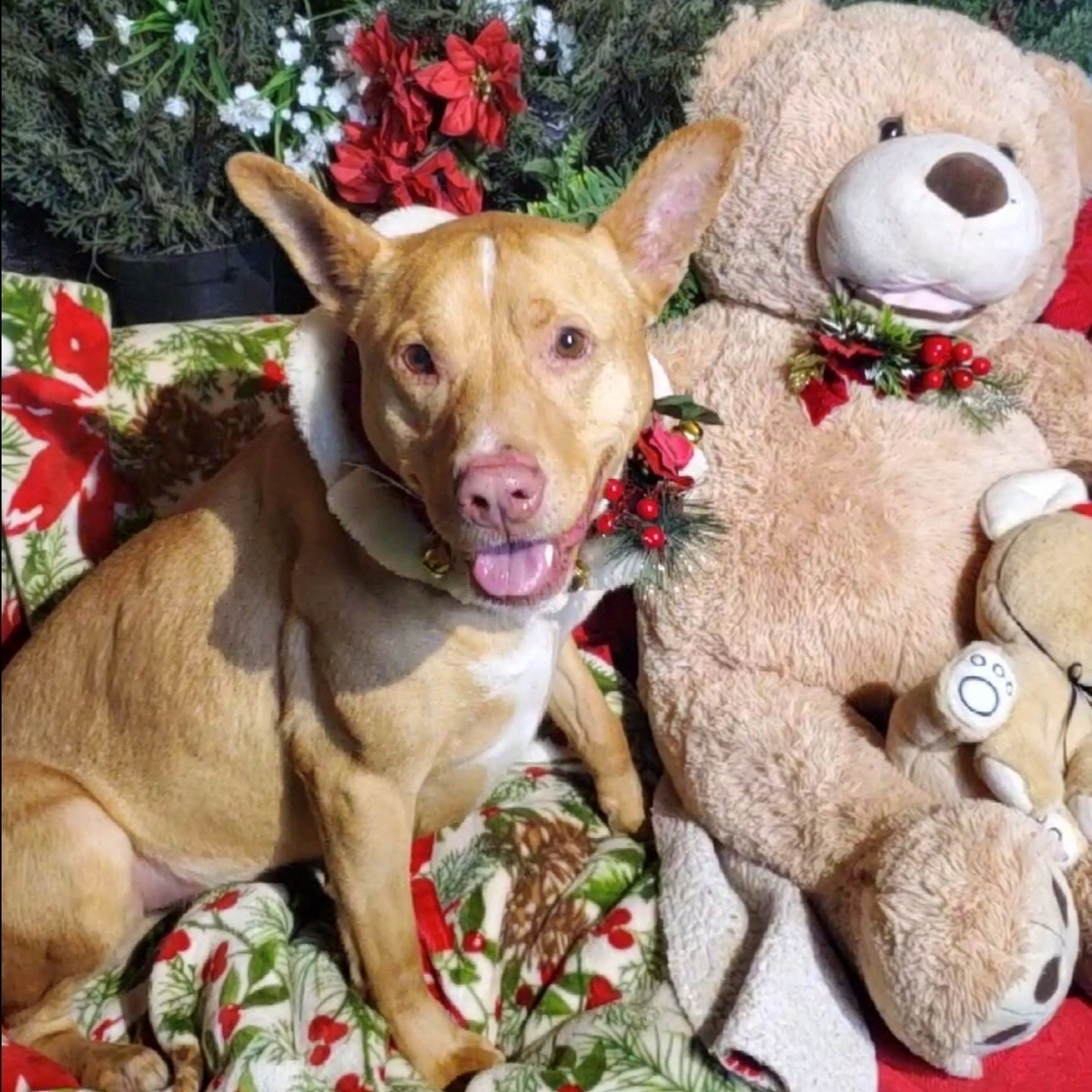 Enlarge BUTTERS- Affectionate, Funny, Happy, a Adoptable mixed breed in Acton, CA image 12/12