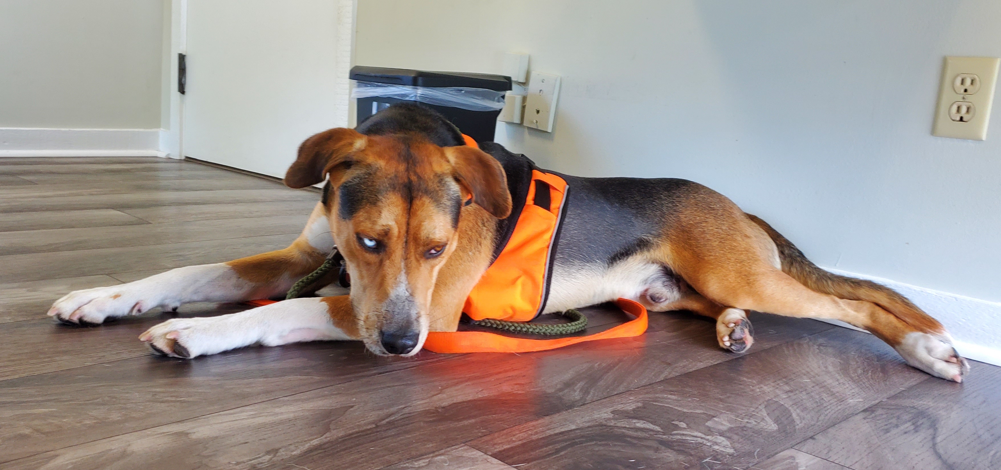 Buddy photo 3