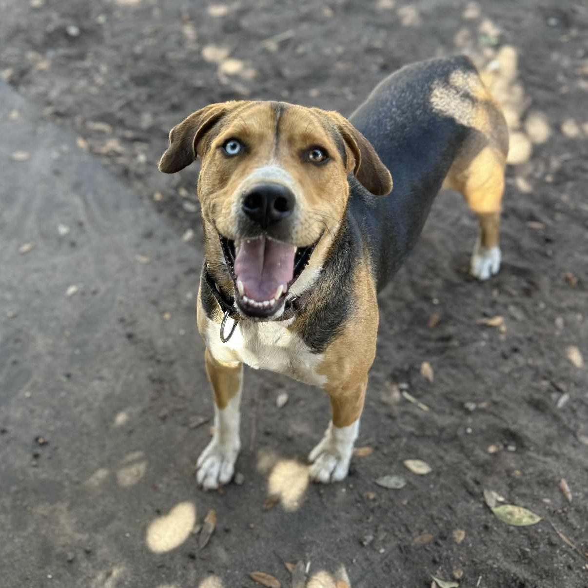 Buddy, Adult Male Shepherd