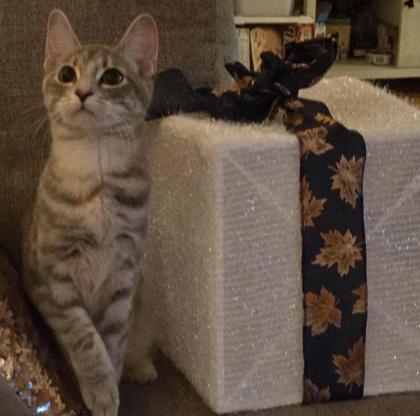 Raclette, a Adoptable mixed breed in Elk Grove Village, IL image 1/3