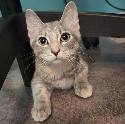 Raclette, a Adoptable mixed breed in Elk Grove Village, IL image 2/3