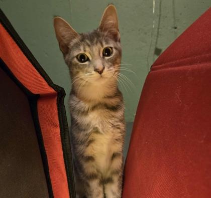 Raclette, a Adoptable mixed breed in Elk Grove Village, IL image 3/3