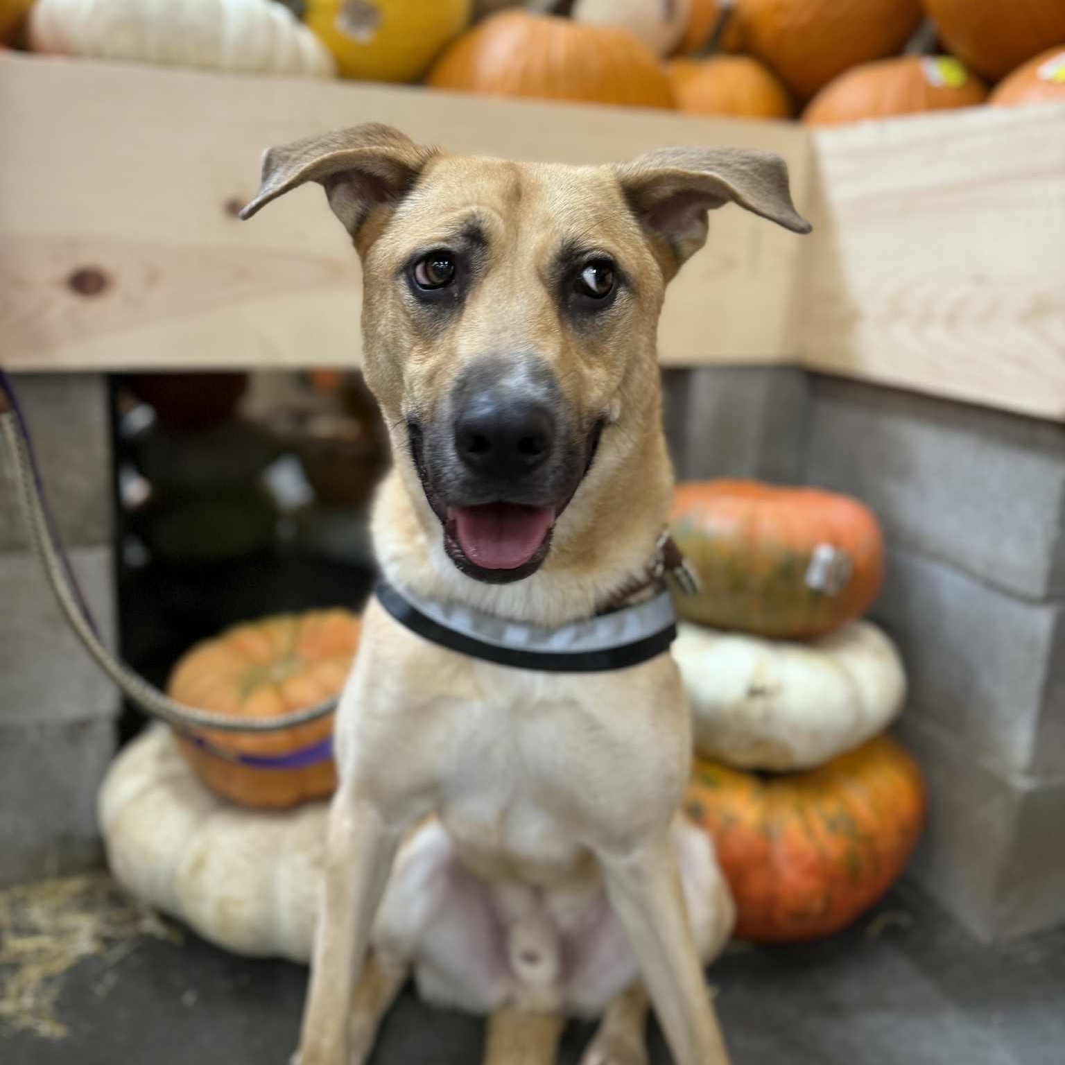 DUKE NEEDS FOSTER OR ADOPTER