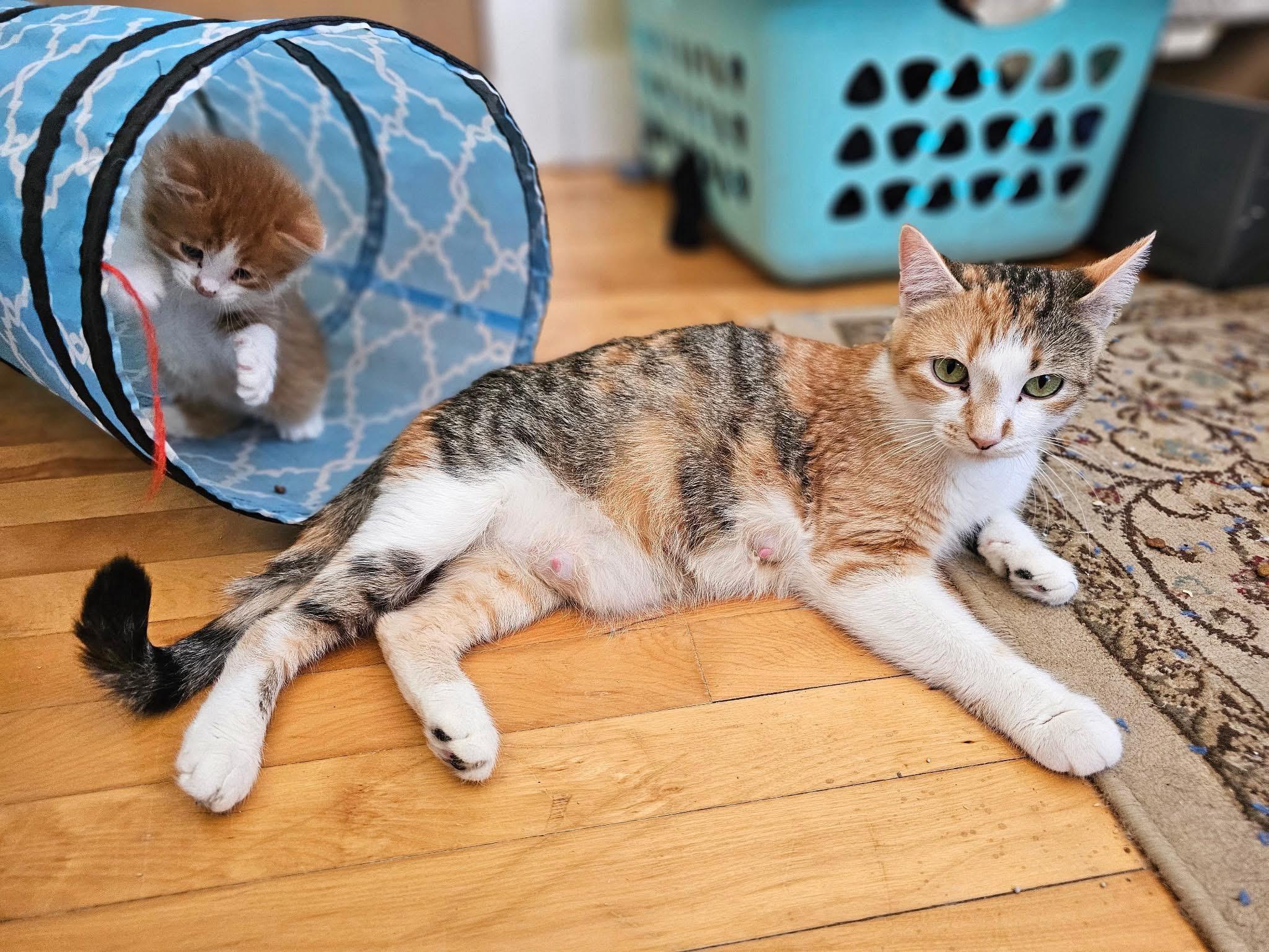 Enlarge TORTELLINI, a Adoptable mixed breed in Kennebunk , ME image 1/1