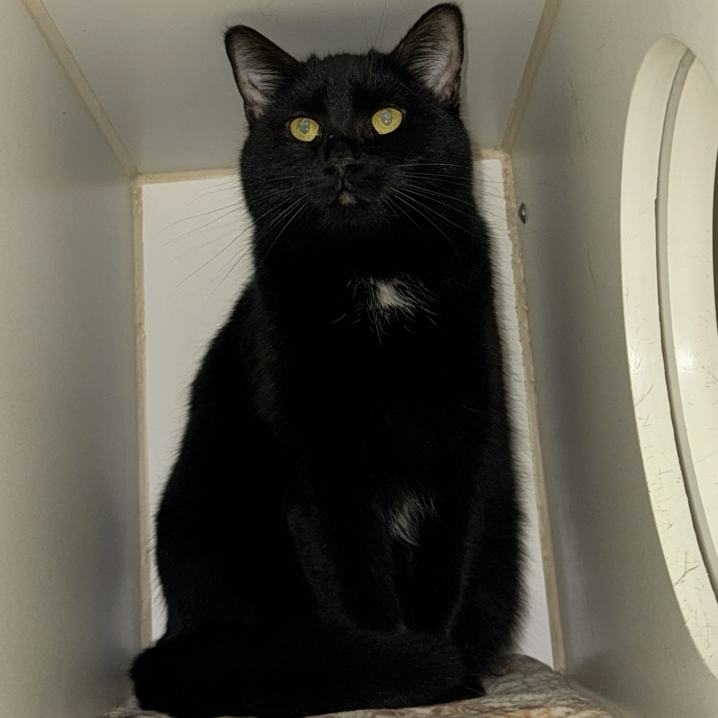 Enlarge Lena, a Adoptable Domestic Short Hair in Indianapolis, IN image 2/3