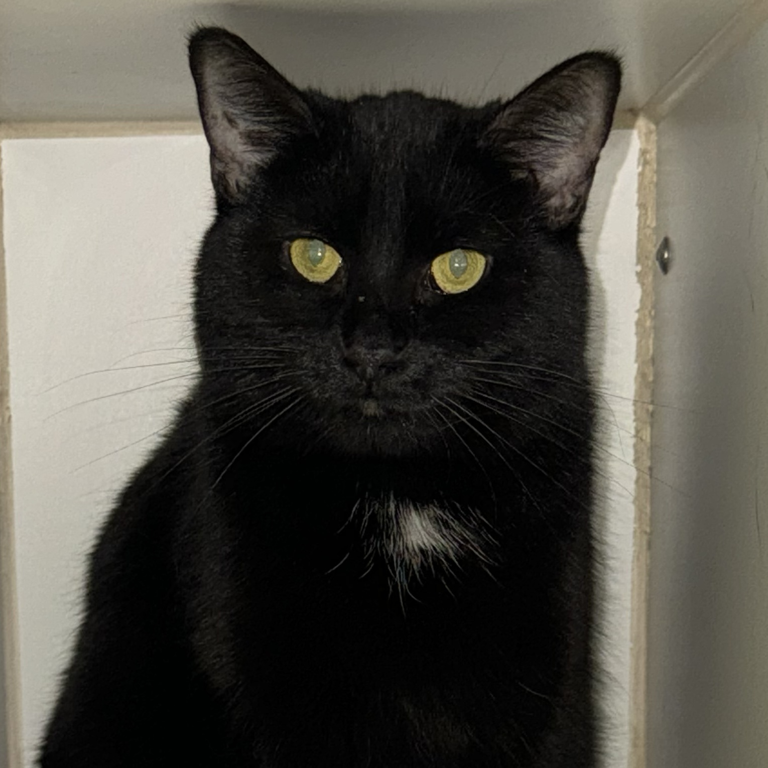 Enlarge Lena, a Adoptable Domestic Short Hair in Indianapolis, IN image 3/3