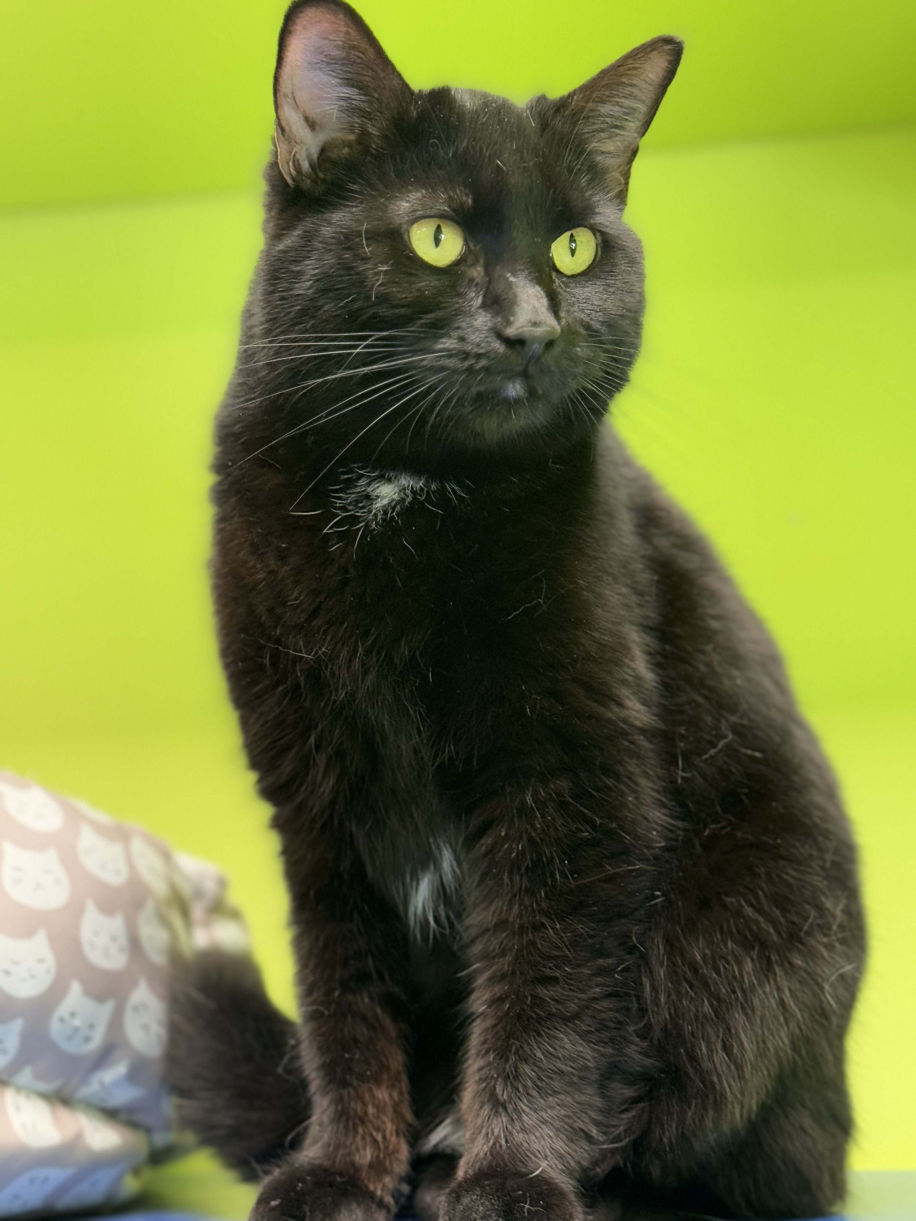 Lena, Adoptable, Adult Female Domestic Short Hair.