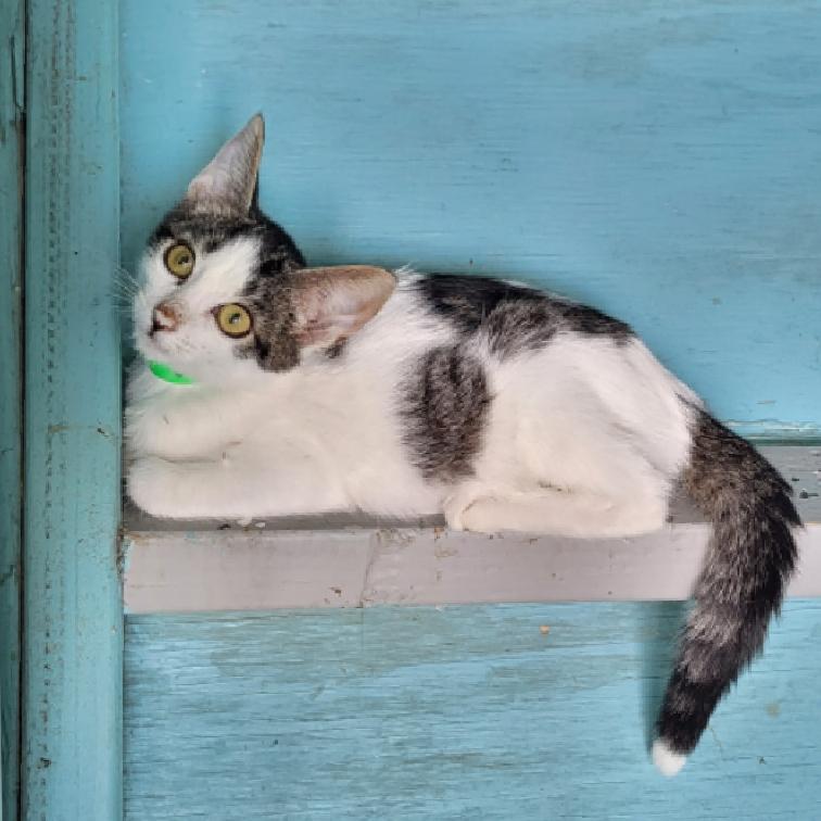 Spike, Adoptable, Adult Male Domestic Short Hair.