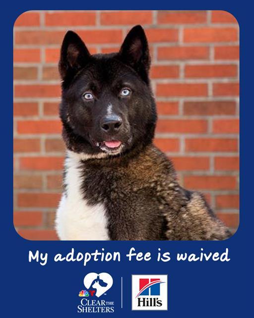 CARL, Adoptable, Adult Male Akita.