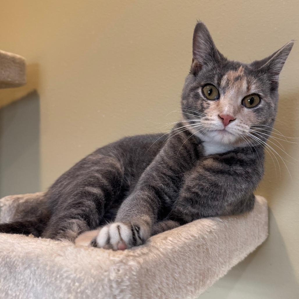 Hannah, Adoptable, Young Female Domestic Short Hair.