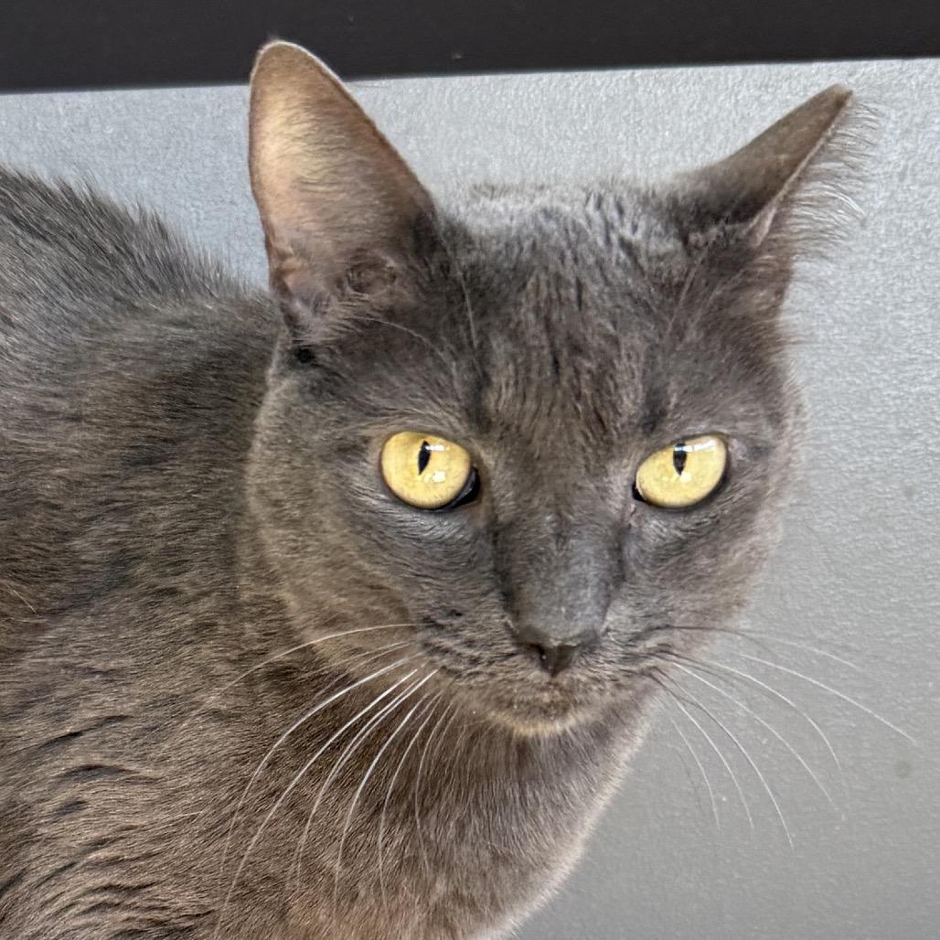 Enlarge Anchovy, a Adoptable mixed breed in Palm Springs, CA image 1/3