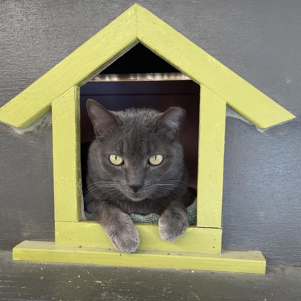 Enlarge Anchovy, a Adoptable mixed breed in Palm Springs, CA image 2/3